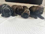 Shih Tzu Puppies