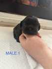 Shih Tzu Puppies - Photo 1 of 5