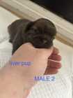 Shih Tzu Puppies - Photo 2 of 5