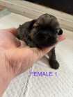 Shih Tzu Puppies - Photo 3 of 5