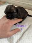 Shih Tzu Puppies - Photo 4 of 5