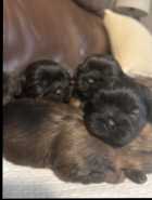 SHIH TZU PUPPIES