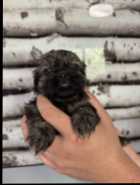 SHIH TZU PUPPIES