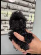 SHIH TZU PUPPIES - Photo 1 of 5