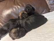 SHIH TZU PUPPIES - Photo 1 of 9