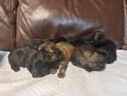 SHIH TZU PUPPIES - Photo 2 of 9