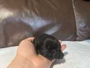 SHIH TZU PUPPIES - Photo 3 of 9