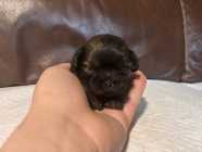 SHIH TZU PUPPIES - Photo 4 of 9
