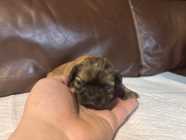 SHIH TZU PUPPIES - Photo 5 of 9