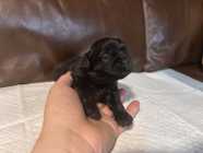 SHIH TZU PUPPIES - Photo 6 of 9
