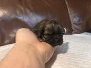 SHIH TZU PUPPIES - Photo 7 of 9