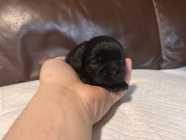 SHIH TZU PUPPIES - Photo 8 of 9