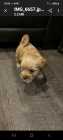 Shorkie puppy for sale