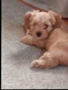 Shorkie puppy for sale