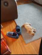 Shorkie puppy for sale - Photo 1 of 2