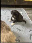 Shorkies - Photo 1 of 6