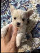 Shorkies puppies - Photo 1 of 5