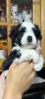 Shorkies  - Photo 2 of 4