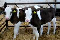 Simmental Calves for Sale