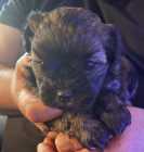 Small breed Puppies for sale