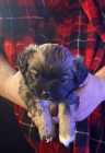 Small breed Puppies for sale - Photo 1 of 3