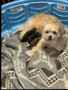Small breed Puppies for sale - Photo 2 of 3