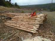 Stakes and Rails available - Photo 3 of 5