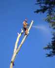 TREE EXPERTS – Professional Tree Care in St. John’