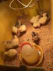 Turkeys for sale - Photo 1 of 2