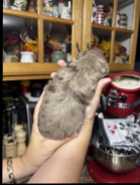Two Merle Maltipoos! - Photo 1 of 10