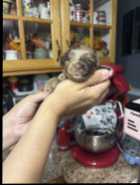 Two Merle Maltipoos! - Photo 6 of 10