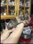 Two Merle Maltipoos! - Photo 8 of 10