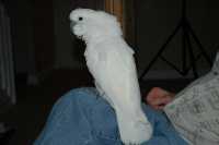 Umbrella Cockatoo Baby