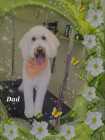 Upcoming F1 goldendoodle