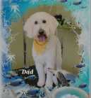 Upcoming F1 goldendoodle - Photo 1 of 4
