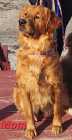 Upcoming F1 goldendoodle - Photo 2 of 4