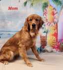 Upcoming F1 goldendoodle - Photo 3 of 4