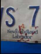 Vintage Newfoundland and Labrador license plate, p - Photo 1 of 3