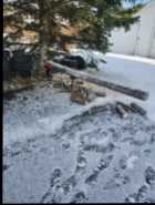 Wood Horse  - Photo 1 of 4