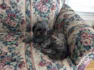 $ year old female Shih Tzu. I'm rehoming my girlie ...