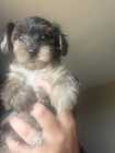 Yorkie-Toy Poodle