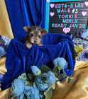 ~*~YORKIES~*~ - Photo 8 of 10
