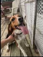 Young male beagle 