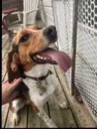 Young male beagle  - Photo 1 of 4