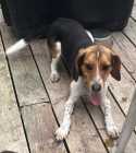 Young male beagle  - Photo 2 of 4