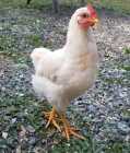Young, White Rooster (Cockerel) - FREE
