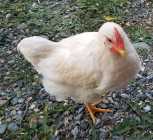 Young, White Rooster (Cockerel) - FREE - Photo 1 of 2